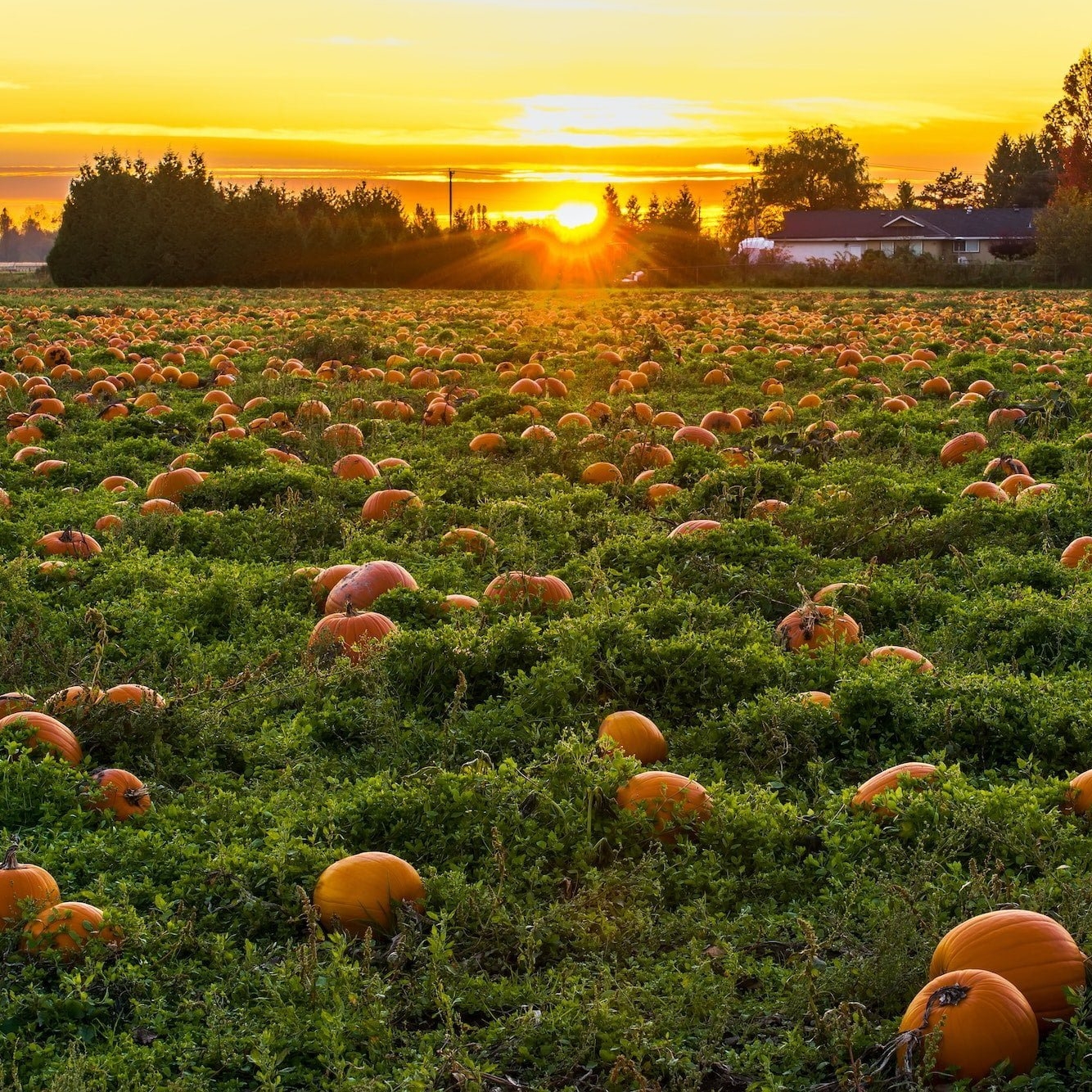 Guest Post: Safe Halloween Decorating Tips